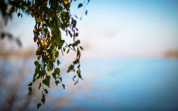 On the river bank / ***