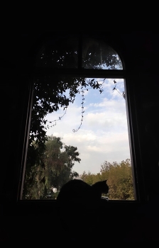 CAT / Cat is at the window, waiting for someone or just chilling out there