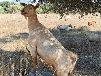 Lovely goat / He is posing and looks handsome