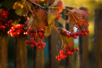 Red viburnum / ***