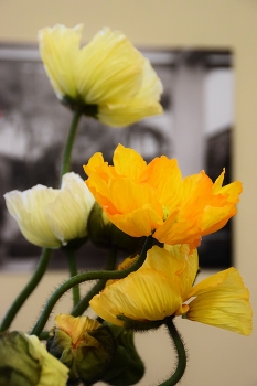 Yellow poppies / Yellow poppies in vase composition