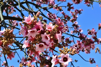 brachychiton flowers / branch with pink blossoms of a brachychiton tree