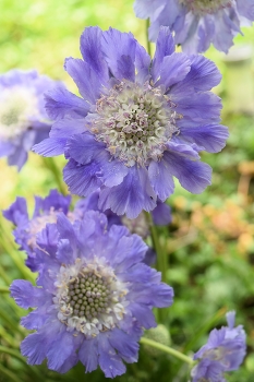 blue scabiosa flowers / two blue flowers of scabiosa of a plant in the garden
