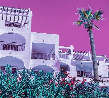 Vivid dream / Palm tree, pink sky &amp; white houses.