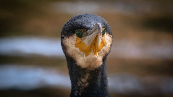 Retrato de cormorán / Animal estacional en el estanque del parque del Retiro-Madrid