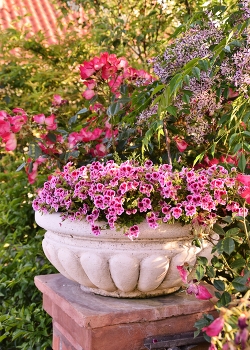 pot of geraniums / pot of geraniums on a column in the garden