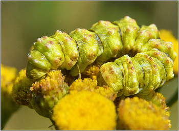 caterpillar. / ***