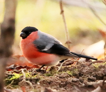 Bullfinch / ***