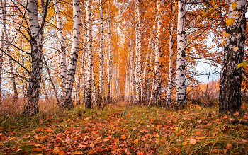 Autumn alley / ...