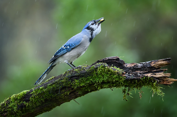 Blue Jay / ***