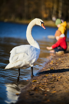 Swan / ***
