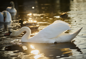 Swan / ***