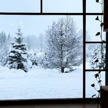 Winter / Nature is covered by snow