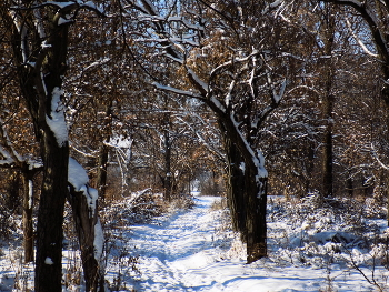 Autumn Snow / ***