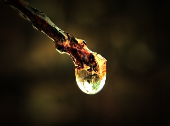 The Drop / A small drop of water dripping down a branch