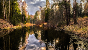 Spring Forest / ***