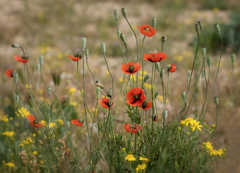 Poppies / ***