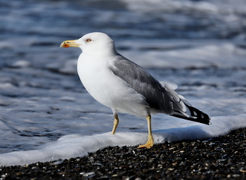 SEAGULL / ***