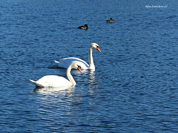 Swans / ***