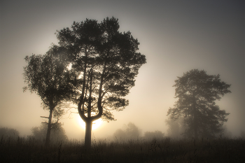 Fog and sun / ***