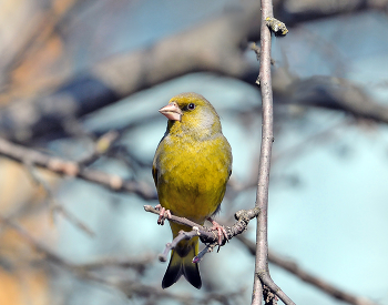 Yellow Wagtail / ***