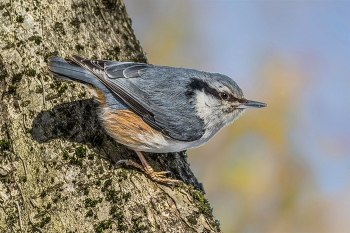 Nuthatch. / ***