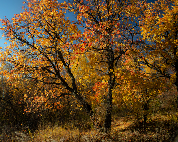 Autumn at the arboretum / ***