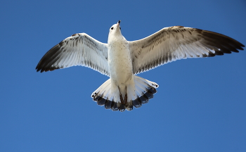 In flight / ///