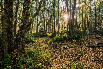 Autumn forest / ***