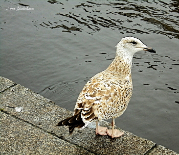 SEAGULL / ***