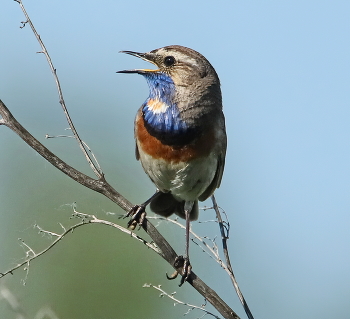 Bluethroat / ***