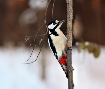 Woodpecker / ***