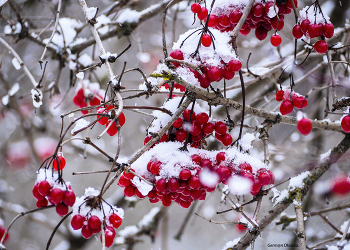 Red viburnum / ***