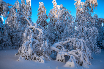 Snow lace / ***