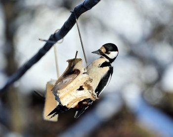 Woodpecker / ***