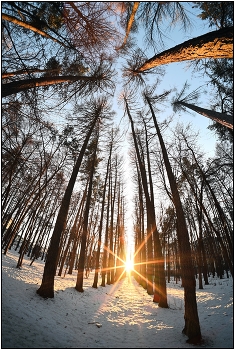 Sunset in the forest / ***