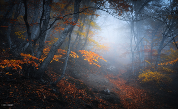 Autumn forest / ***