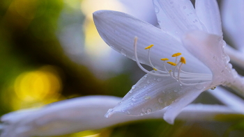 White Lilies / ***