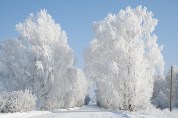 Winter road / ***