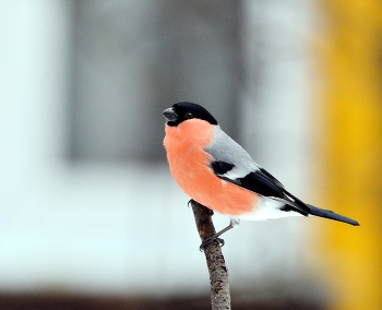 Bullfinch / ***