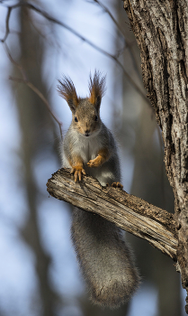 Squirrel / ***