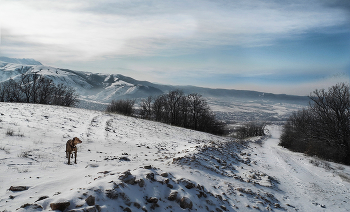 winter walk / ***