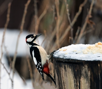 Woodpecker / ***