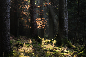 Morning in the forest. / ***