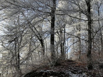 Winterwald / der Frost hat den Nebel verzaubert und die Sonne gibt das Licht dazu