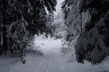 Spring Forest / ***