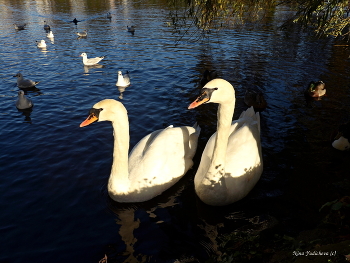 Swans / ***