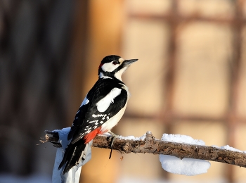 Woodpecker / ***
