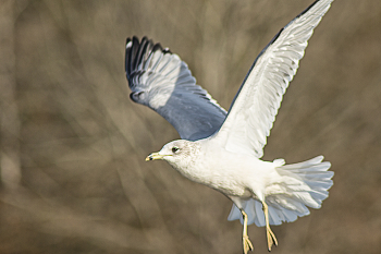 The Flight of the Seagull / The Flight of the Seagull, is captured at Cooper Creek Park, in Columbus, Georgia.