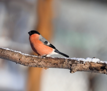 Bullfinch / ***